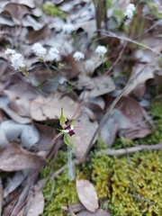 Caladenia parva
