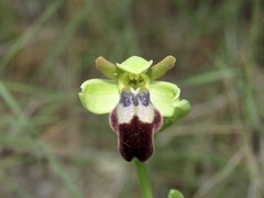 Ophrys fusca