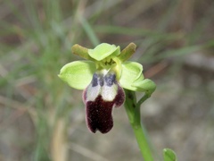 Ophrys fusca