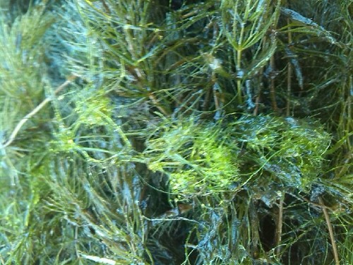 Image of Nitella mucronata by (c) Andre Hosper, some rights reserved (CC BY)