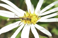 Enchoptera apicalis