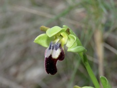 Ophrys fusca