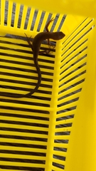 Takydromus tachydromoides