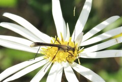 Enchoptera apicalis