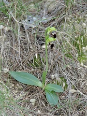 Ophrys fusca
