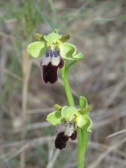 Ophrys fusca