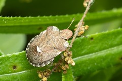 Dyroderes umbraculatus