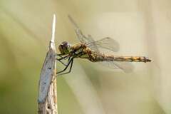 Sympetrum frequens