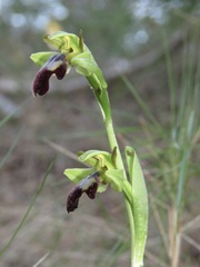 Ophrys fusca
