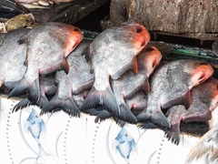 Piaractus brachypomus