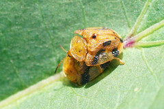 Laccoptera nepalensis