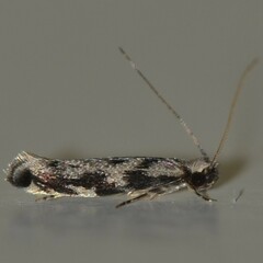 Erechthias zebrina
