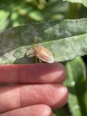 Piezodorus lituratus