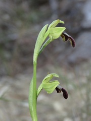 Ophrys fusca