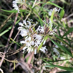 Grevillea linearifolia