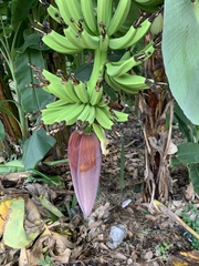 Musa acuminata