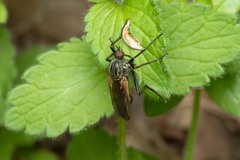 Empis