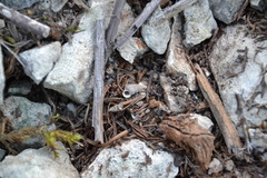 Cochlostoma septemspirale