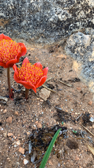 Haemanthus coccineus
