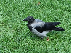 Corvus cornix