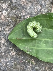 Abrostola tripartita