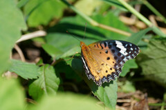 Argynnis hyperbius