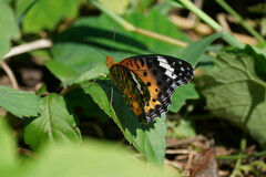 Argynnis hyperbius