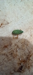 Polydrusus formosus