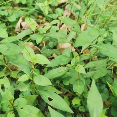 Persicaria pubescens