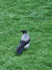 Corvus cornix