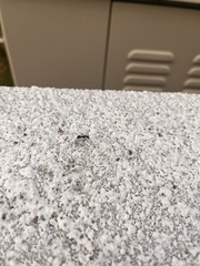 Camponotus japonicus