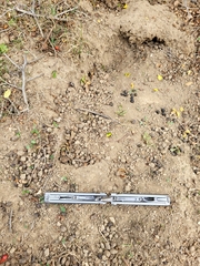 Oryctolagus cuniculus