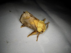 Narosoideus flavidorsalis