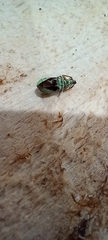 Polydrusus formosus
