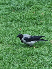 Corvus cornix