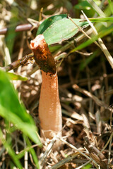 Phallus rugulosus