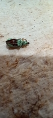 Polydrusus formosus