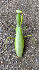 Hierodula patellifera patellifera