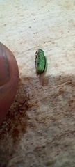 Polydrusus formosus