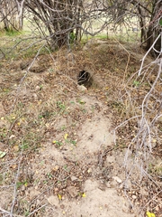 Oryctolagus cuniculus