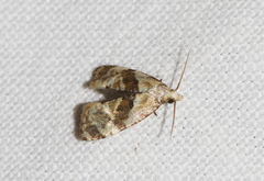 Phalonidia manniana