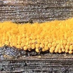 Myxomycetes