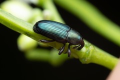 Baridina