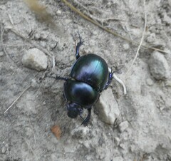 Geotrupidae