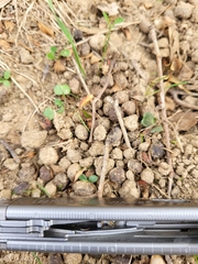 Oryctolagus cuniculus