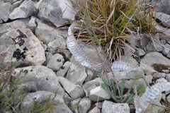 Hierophis viridiflavus