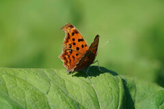 Polygonia c-aureum