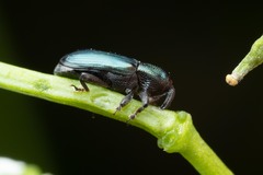 Baridina