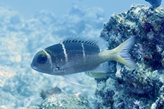 Monotaxis heterodon