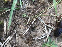 Dolomedes mizhoanus